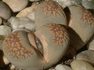 Name:  lithops2-01.12.2009.JPG
Views: 1131
Size:  47.0 KB