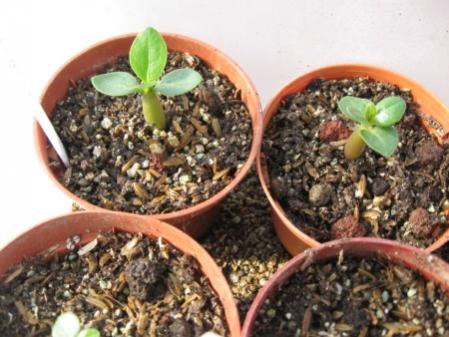 Name:  Resim 007 (450 x 338).jpg
Views: 1331
Size:  33.4 KB