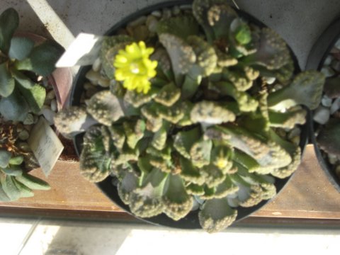 Name:  IMG_0044.JPG
Views: 1003
Size:  47.1 KB