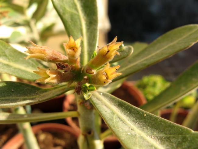 Name:  adenium tohumu.jpg
Views: 1338
Size:  39.7 KB