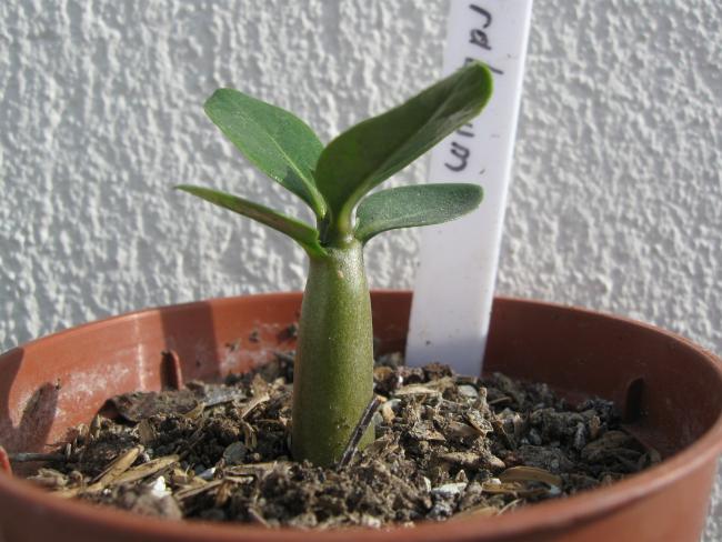 Name:  adenium.jpg
Views: 1998
Size:  50.1 KB
