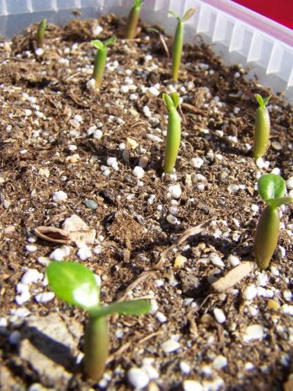 Name:  adenium 3.jpg
Views: 1570
Size:  66.5 KB