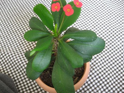 Name:  euphrbia milii.JPG
Views: 7812
Size:  51.3 KB