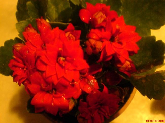 Name:  DSC03008.jpg
Views: 4253
Size:  37.4 KB
