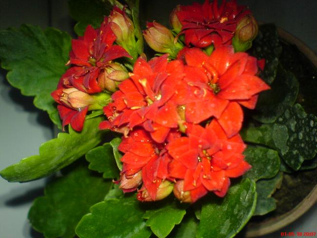 Name:  DSC03013.jpg
Views: 4548
Size:  46.1 KB