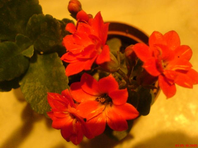Name:  DSC03007.jpg
Views: 4512
Size:  34.1 KB