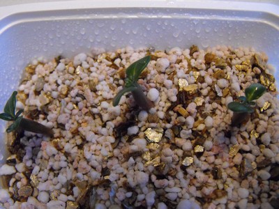 Name:  Image00004.jpg
Views: 1177
Size:  51.9 KB