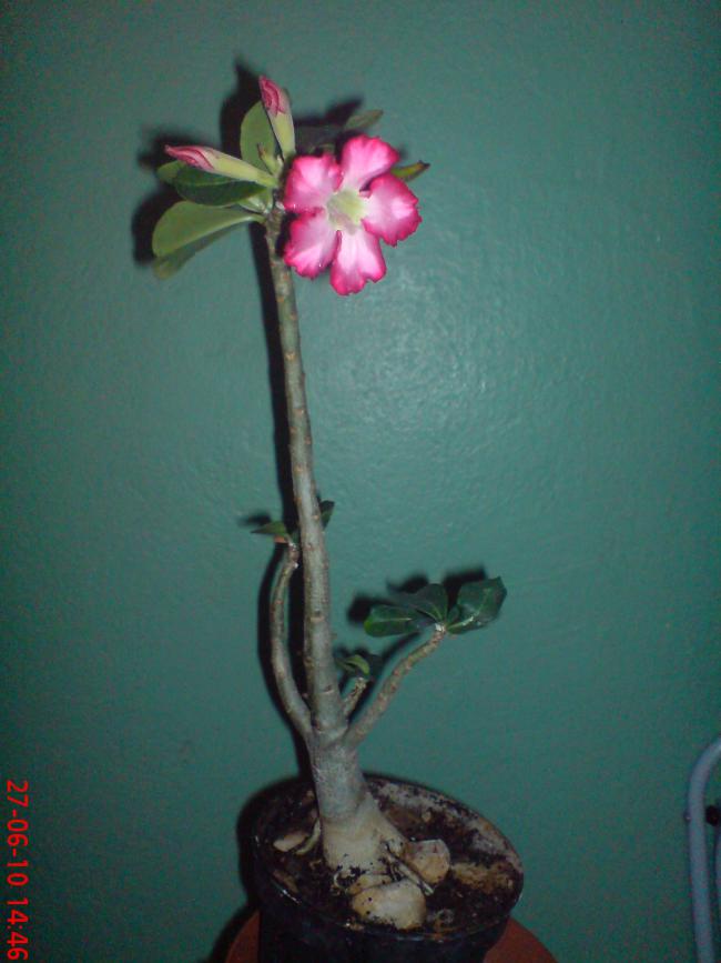 Name:  ogi 051.jpg
Views: 1173
Size:  49.9 KB