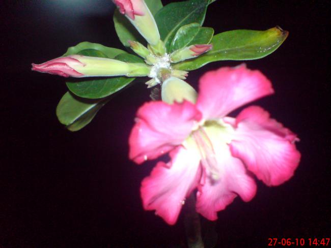 Name:  ogi 052.jpg
Views: 1285
Size:  29.6 KB
