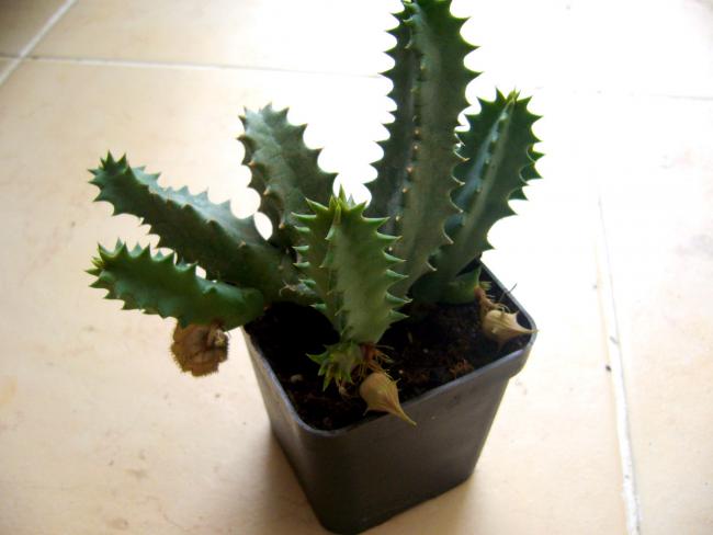 Name:  Huernia hystrix subsp. hystrix.jpg
Views: 2080
Size:  28.2 KB