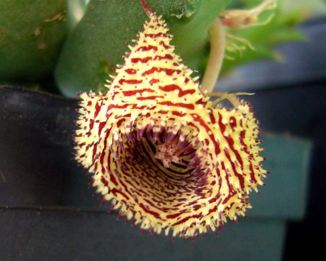 Name:  Huernia hystrix subsp. hystrix..jpg
Views: 2122
Size:  49.5 KB