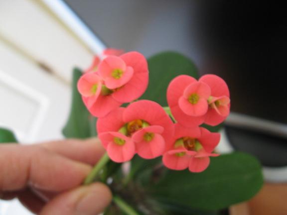Name:  euphorbia.JPG
Views: 9313
Size:  24.8 KB