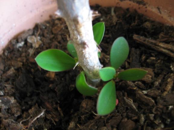 Name:  euphorbia1.JPG
Views: 7421
Size:  39.9 KB