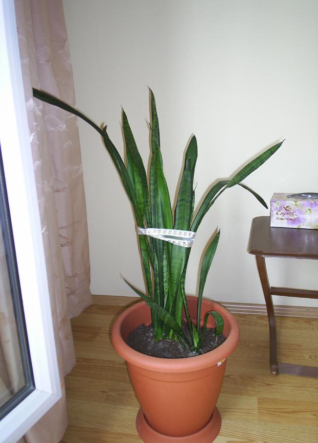 Name:  sansevieria.jpg
Views: 4206
Size:  54.9 KB