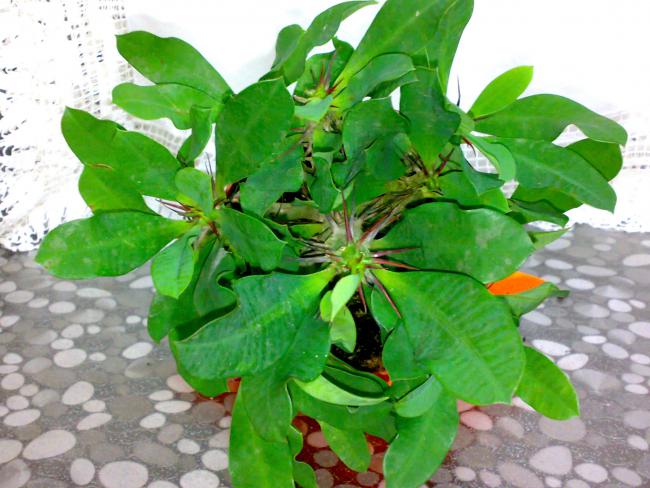 Name:  05082010116.jpg
Views: 5814
Size:  53.9 KB