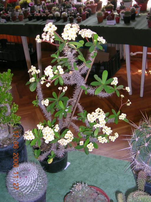 Name:  Euphorbia milii sarga.jpg
Views: 9572
Size:  77.0 KB
