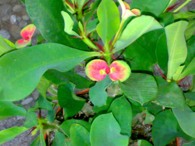 Name:  22082010135.jpg
Views: 5474
Size:  46.4 KB