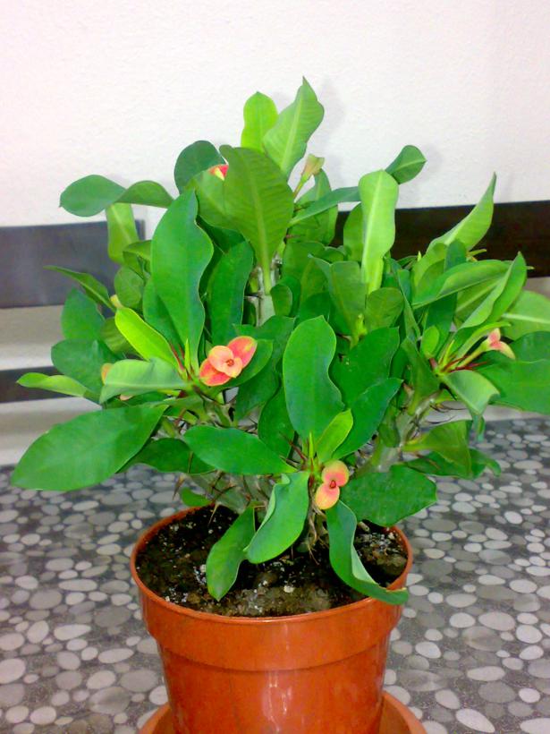 Name:  22082010128.jpg
Views: 5468
Size:  71.0 KB
