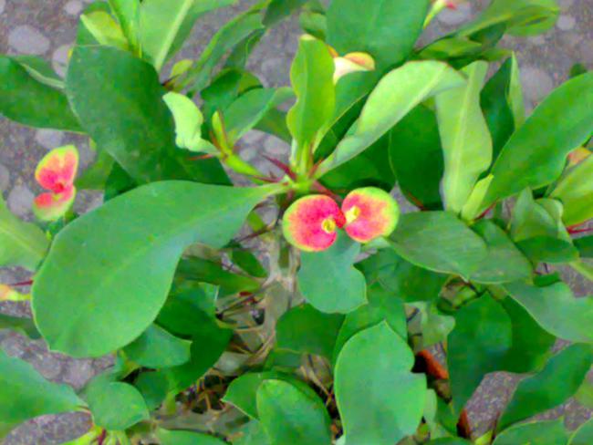 Name:  22082010130.jpg
Views: 5675
Size:  45.1 KB