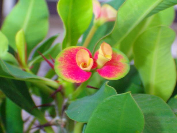Name:  HPIM0021.JPG
Views: 5759
Size:  42.6 KB