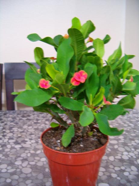 Name:  HPIM0014.JPG
Views: 7671
Size:  44.4 KB