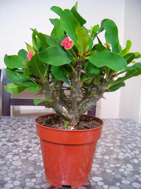 Name:  HPIM0015.JPG
Views: 6288
Size:  54.0 KB