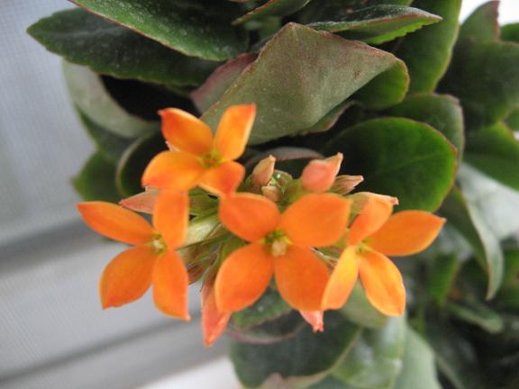 Name:  kalanchoe.JPG
Views: 4537
Size:  36.9 KB