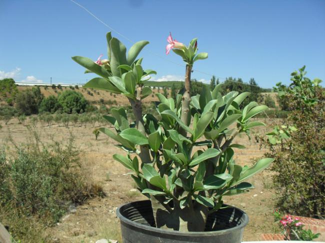 Name:  adenium222.jpg
Views: 1149
Size:  58.2 KB