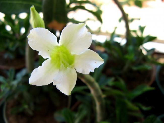 Name:  adenium.jpg
Views: 984
Size:  29.6 KB