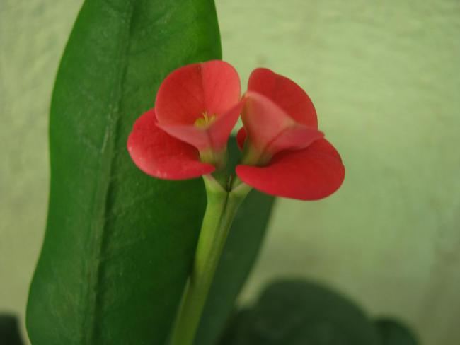 Name:  euphorbia milii.jpg
Views: 2478
Size:  18.7 KB