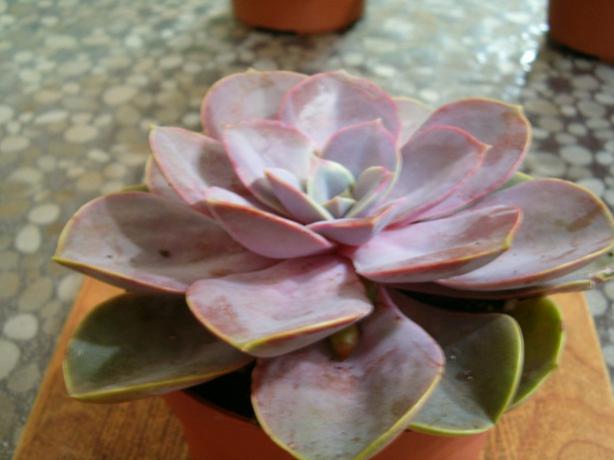 Name:  ieklerim 019.jpg
Views: 3481
Size:  31.6 KB