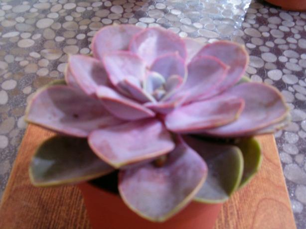 Name:  ieklerim 020.jpg
Views: 3443
Size:  33.2 KB