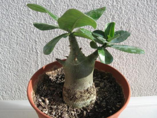 Name:  adenium12.jpg
Views: 992
Size:  47.7 KB
