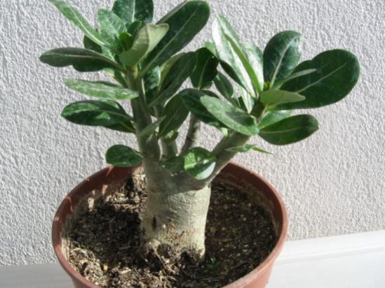 Name:  adenium13.jpg
Views: 1019
Size:  46.0 KB