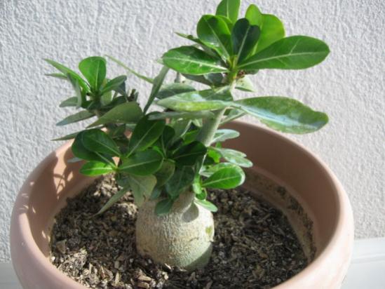 Name:  adenium14.jpg
Views: 1031
Size:  39.6 KB