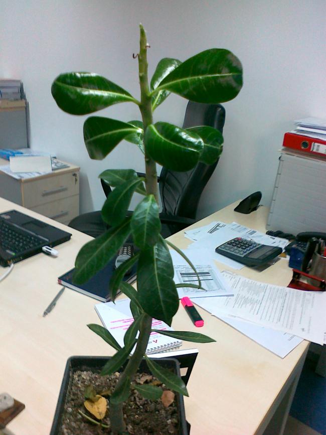 Name:  07012011155.jpg
Views: 1116
Size:  66.3 KB