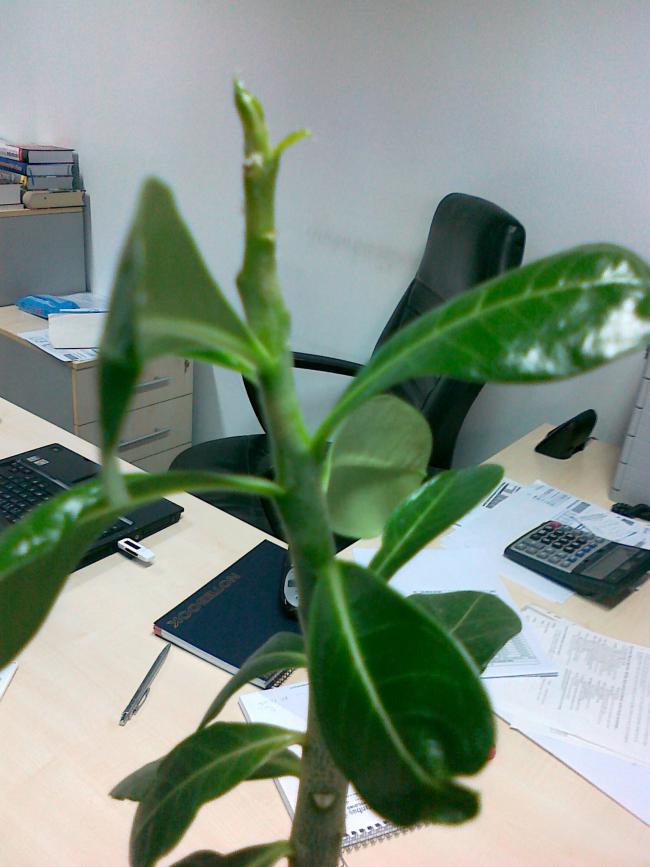 Name:  07012011159.jpg
Views: 1158
Size:  58.6 KB