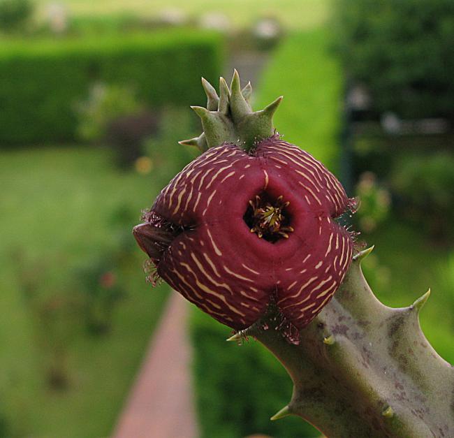 Name:  4 Tromotriche revoluta var tigrida.jpg
Views: 2755
Size:  45.7 KB