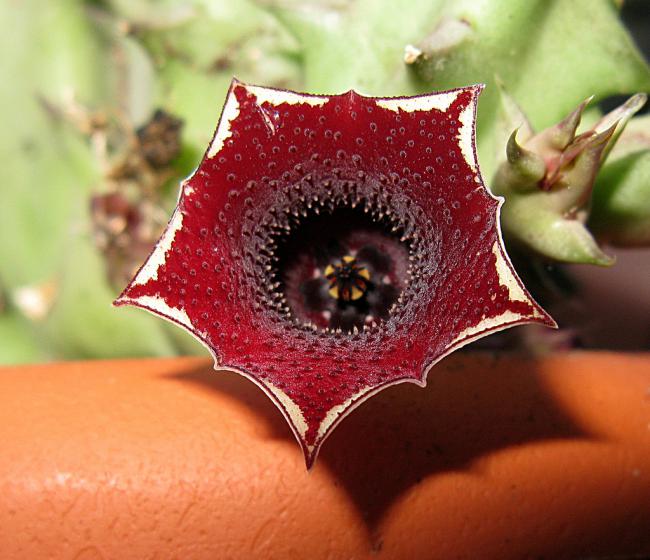 Name:  5 Huernia hbrido.jpg
Views: 2774
Size:  54.1 KB