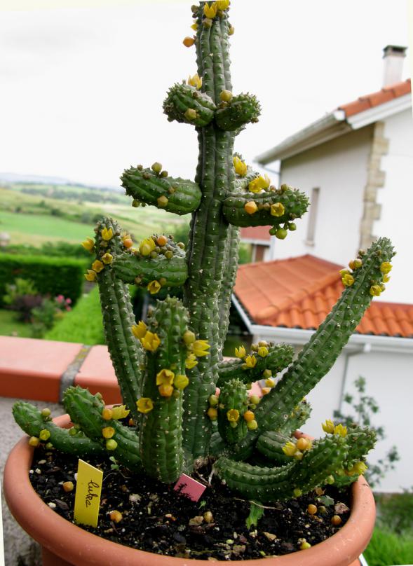 Name:  6 Echidnopsis cereiformis var lutea.jpg
Views: 3534
Size:  73.1 KB