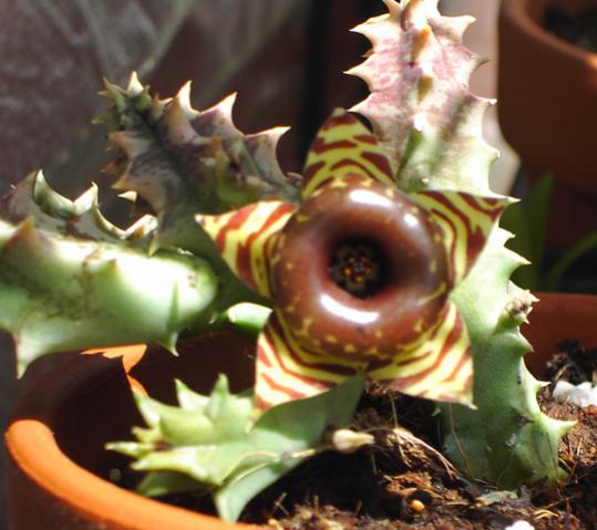 Name:  7 Huernia zebrina.jpg
Views: 2855
Size:  38.8 KB
