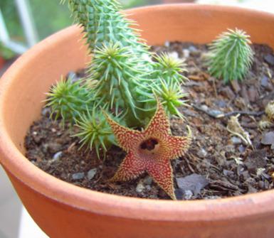 Name:  8 Huernia pillansii.jpg
Views: 2876
Size:  25.9 KB