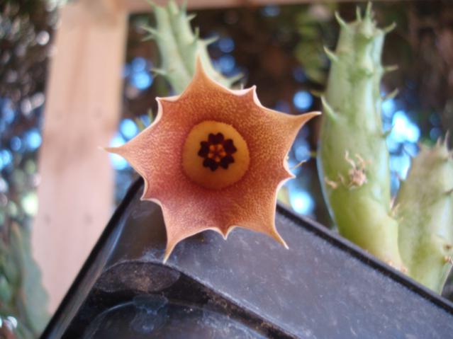 Name:  11. Huernia ssp. nova. Rosea..jpg
Views: 2883
Size:  35.3 KB