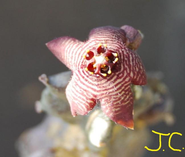 Name:  12  Caralluma Europea1.jpg
Views: 2854
Size:  31.0 KB