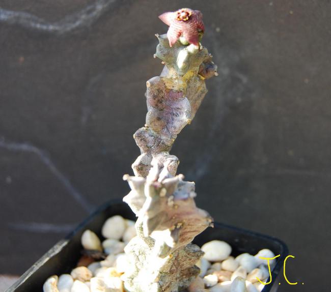 Name:  12 Caralluma Europea.jpg
Views: 2851
Size:  33.7 KB