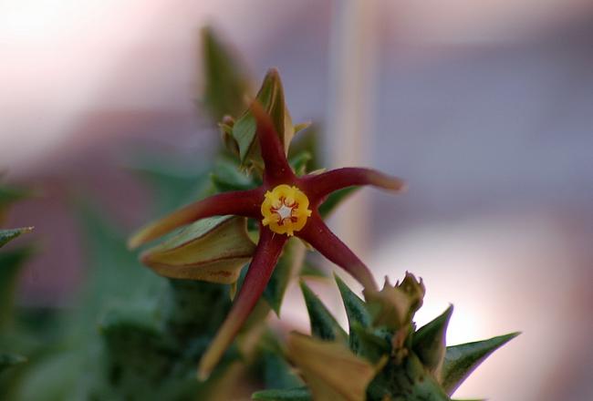 Name:  14-Orbea wissmannii.jpg
Views: 2934
Size:  21.1 KB