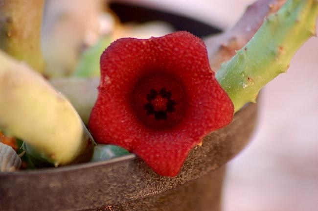 Name:  15-Huernia pendula.jpg
Views: 2834
Size:  28.8 KB