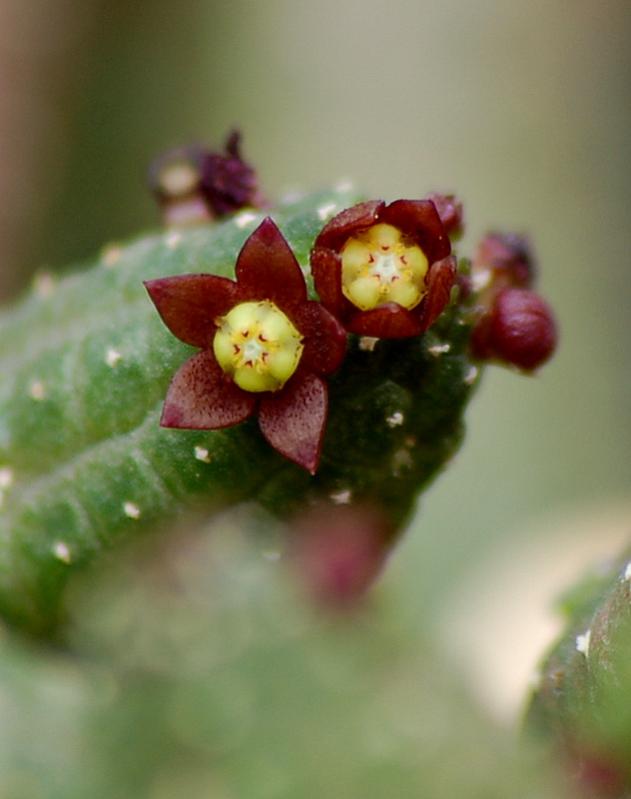 Name:  16-Echidnopsis dammaniana.jpg
Views: 2986
Size:  36.6 KB