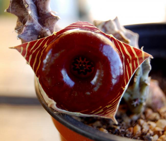 Name:  17-Huernia zebrina spp magniflora.jpg
Views: 3008
Size:  42.1 KB