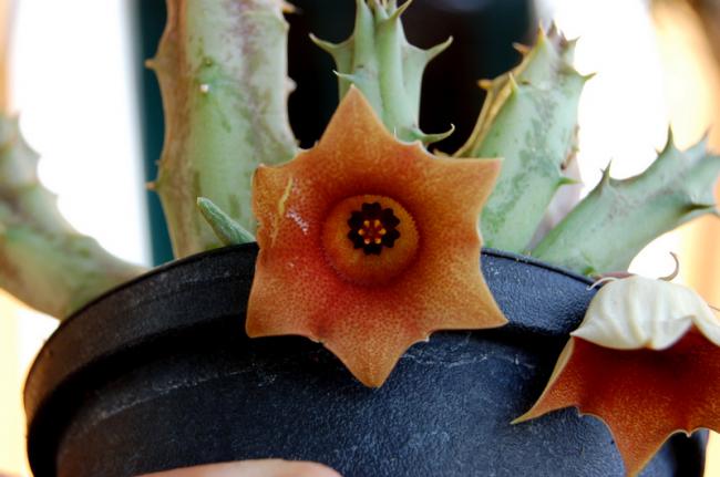 Name:  18-Huernia rosea.jpg
Views: 3224
Size:  36.2 KB